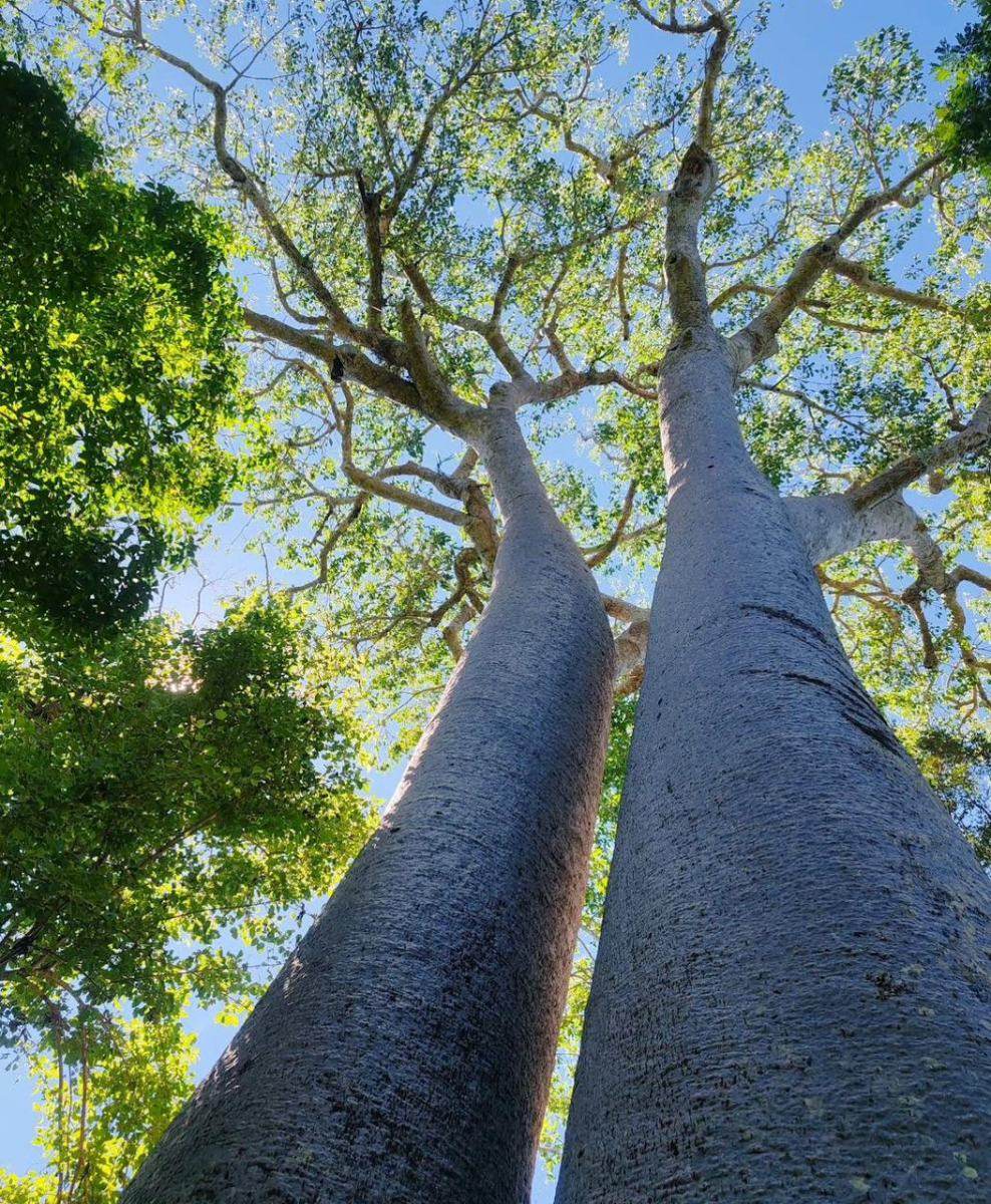 Allée de baobabs dans la forêt de Zombitse, Sud-Ouest de Madagascar