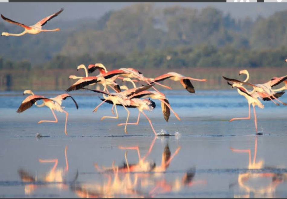 Flamants roses sur l'estuaire de l'Onilahy